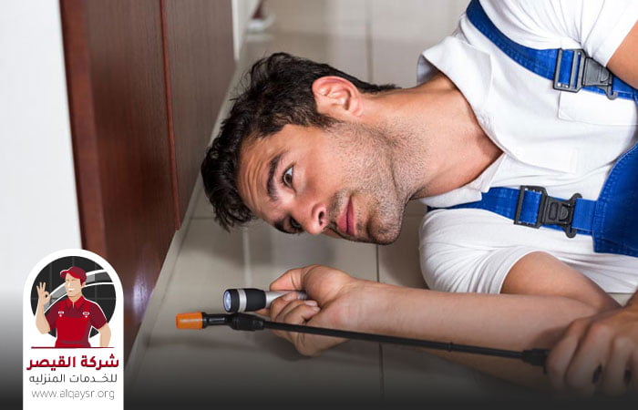 شركة مكافحة النمل بجدة
