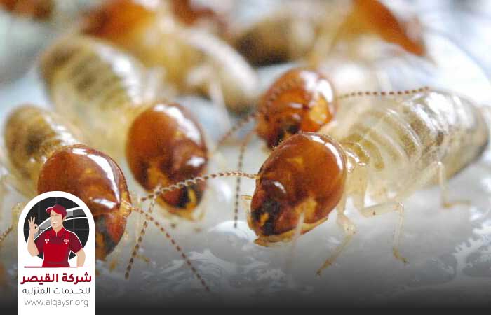 شركة مكافحه النمل الابيض بجدة