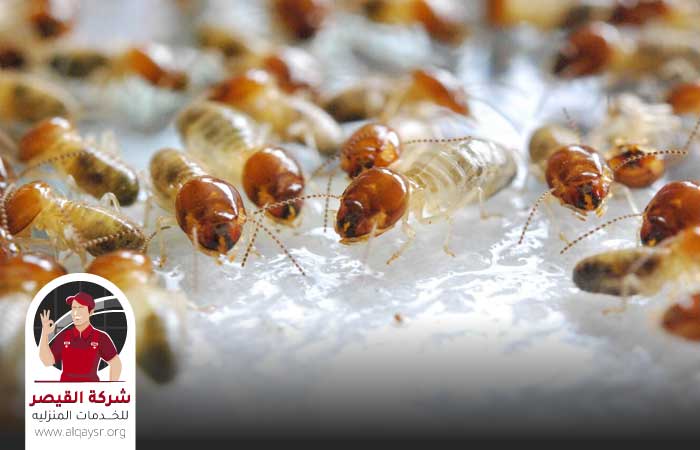 شركة مكافحة النمل بمكة رش النمل الابيض