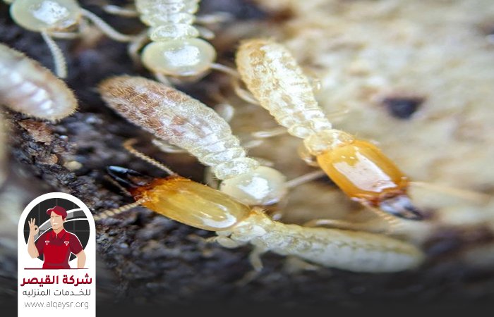 شركة مكافحة النمل الابيض بجدة