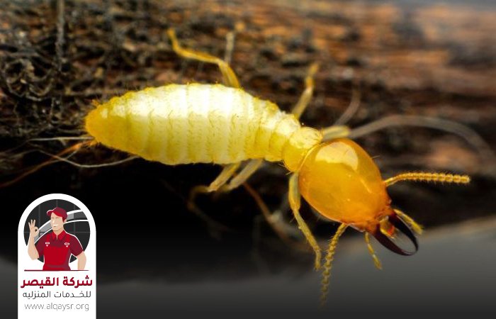 شركة مكافحة النمل الابيض بجدة