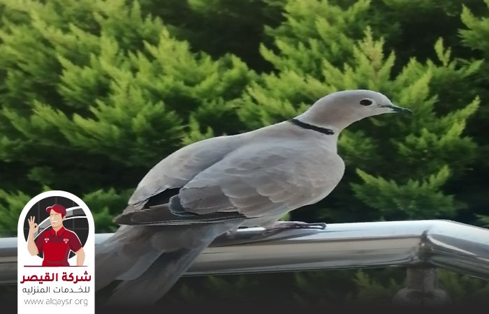 شركة طارد حمام بجدة