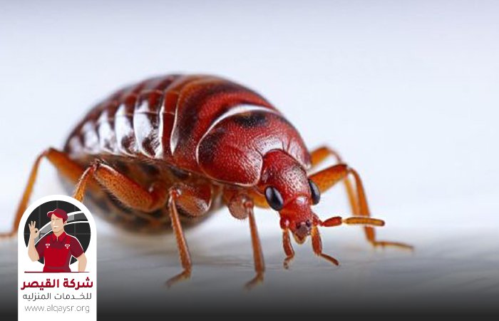 شركة مكافحة بق الفراش بجدة
