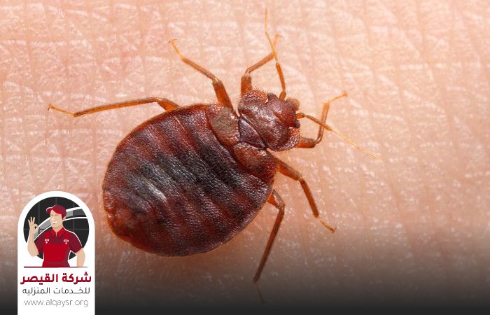 شركة مكافحة بق الفراش بجدة