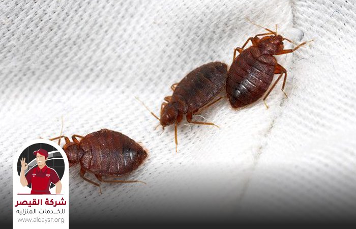 شركة مكافحة بق الفراش بجدة