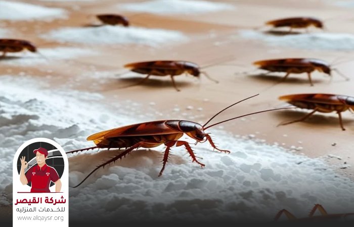 شركه رش صراصير بجدة