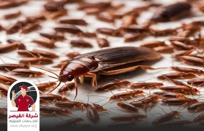شركه رش صراصير بجدة