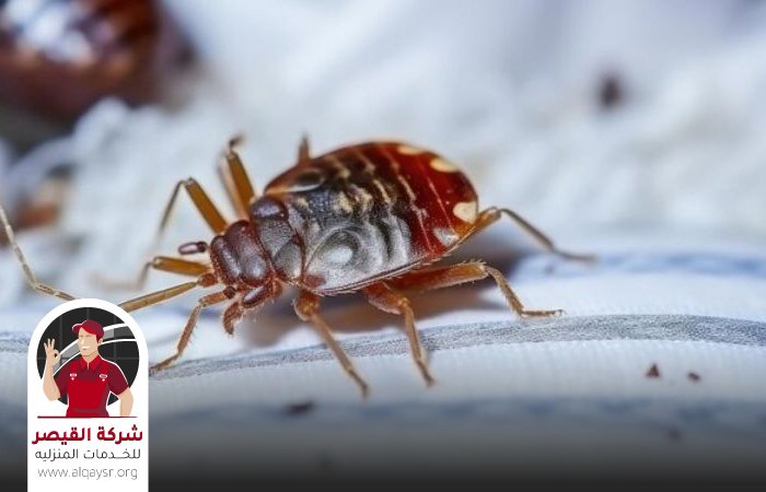 شركه رش بق بجدة