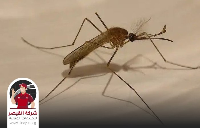 شركة مكافحة الناموس بجدة